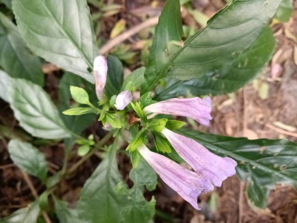 基隆市/萬里區界寮縱走之三界山+三界山西峰+開眼尖山+七分寮山+瑪七產道山泉水接水亭2979573