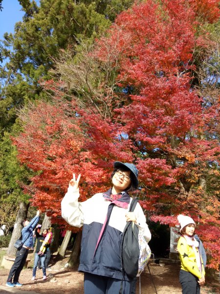 梨山福壽山農場賞楓順登石門山1950857