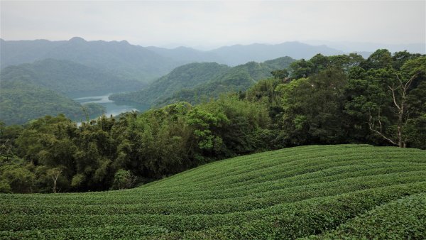 春之茶香花果處處開的石碇小格頭鱷魚島千島湖O型1688734