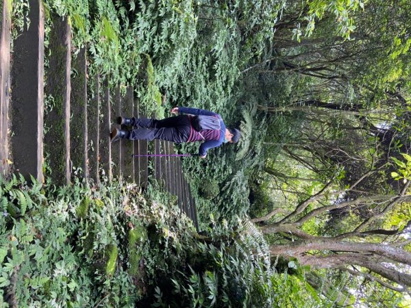 土城天上山O路線桐花季917195