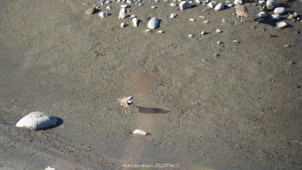 《台中》落雨松季｜石岡挑物古道O繞下情人木橋202501122687664