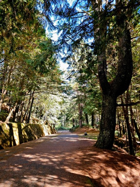 大雪山神木步道2962646