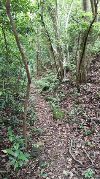 20250607 新竹竹東三山(樹杞林山 - 新具庄山 - 員崠子山)  O型2809051