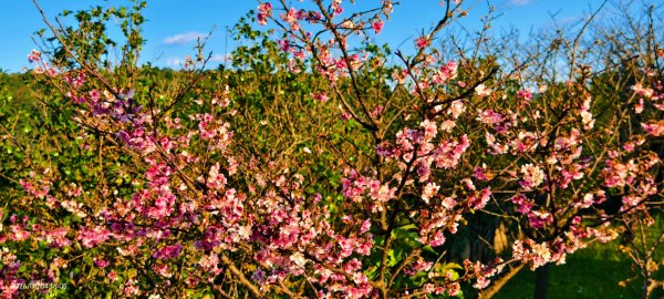 #花卉試驗中心 #永公路500巷 #平菁街42巷 #原住民公園 #士林官邸 1/42976581