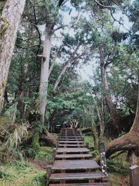 太平山檜木原始林步道1293027
