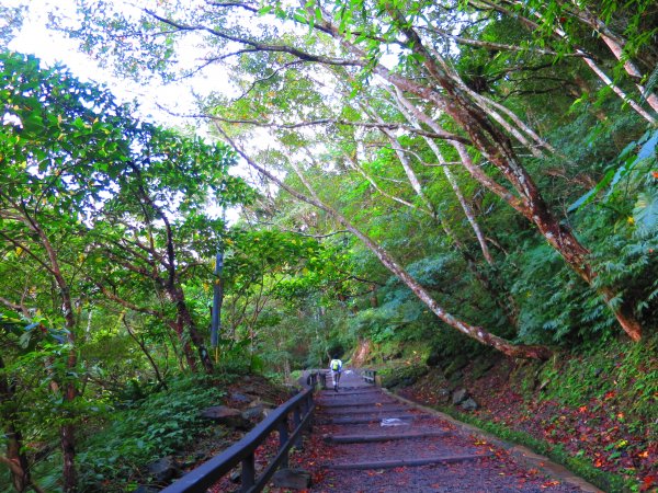 享受楓紅森林浴：東滿步道747472