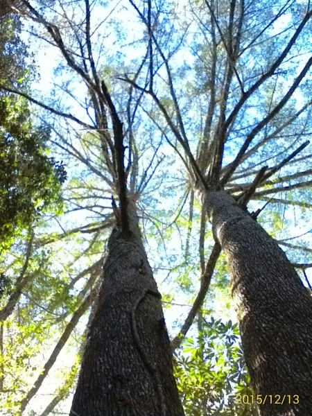 20151213尖石鄉屯野台山石麻達山28008
