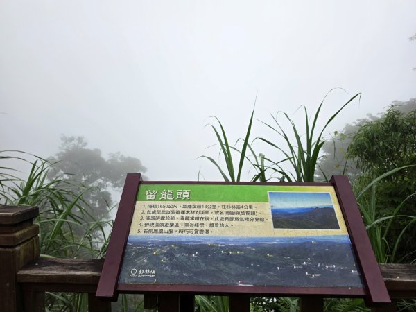 小百岳No.54⛰金柑樹山3119922