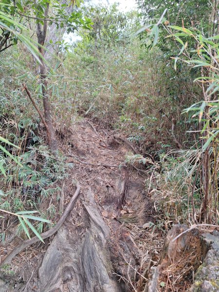 觀霧之榛山O型202411232653918