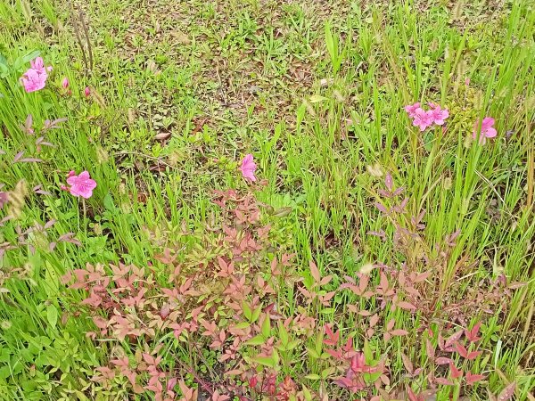 城市漫遊：內湖科學園區、大港墘公園、文德三號公園、瑞陽公園1683567
