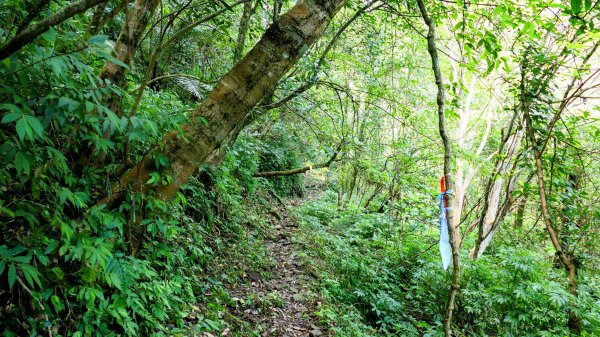 雙溪下坑古道2859482