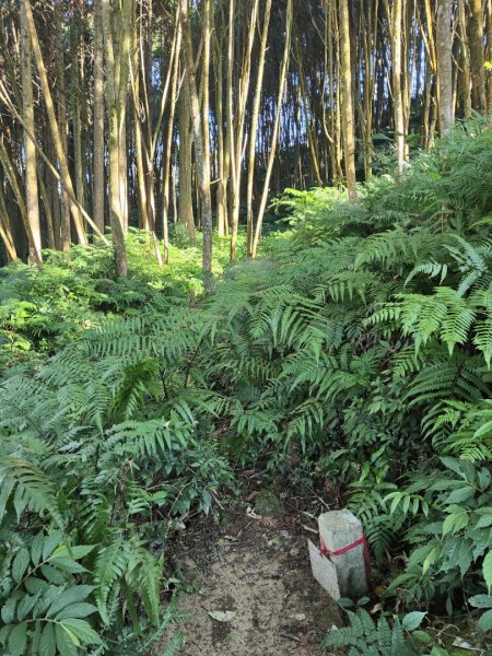 2024.11.29 騎龍山+騎龍古道2990389