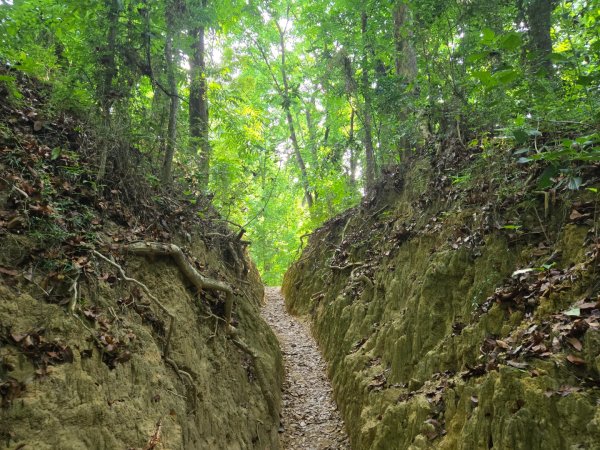 新化林場後山步道2776964
