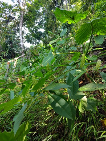 九芎頭步道-雲頂步道-二延平步道-二延平山-茶霧之道2773811