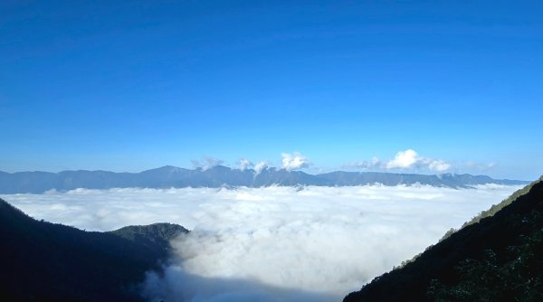 郡大林道19k之郡大神木群二刷～雲海滿出來～2451865