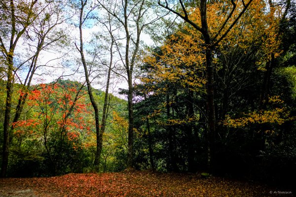 [冬訪大霸聖山岳參行]-大鹿林道東線榆金楓紅與九九山莊精選輯2974610