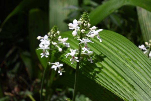 2025_0712 福山植物園2836323