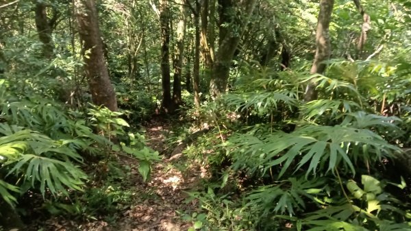 石碇區石霸尖-皇帝殿東峰-玉京山找尋艷紅花影3108317