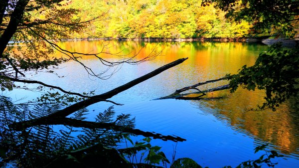 秋田縣白神山地十二湖2929772