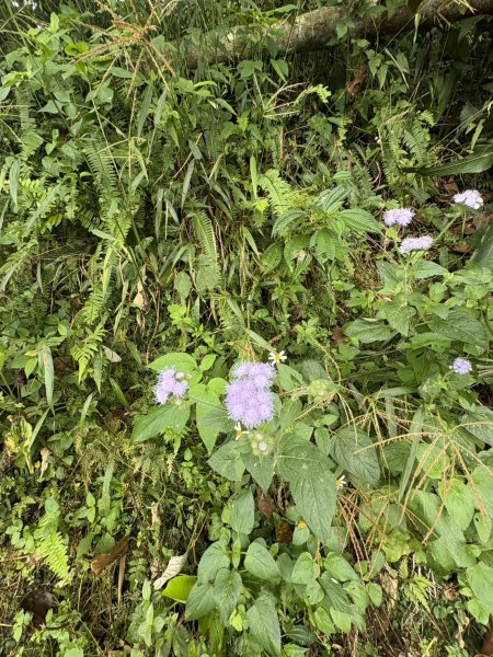 20251019伍龍步道-梅峰-竹子尖山-福光山2924101