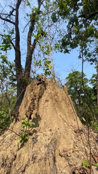 尼泊爾奇旺國家公園4天三夜2788977