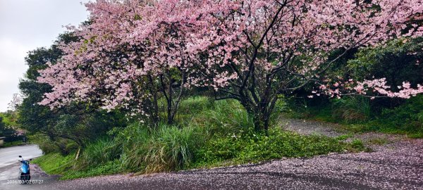 追花是簡單的快樂，賞花是恬淡的幸褔 3/2&73008760