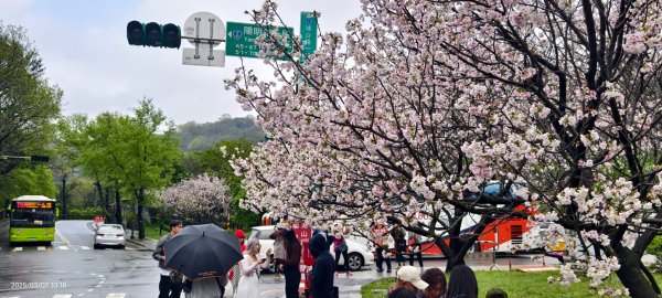 陽明山趴趴走 - 賞櫻花 3/72729263