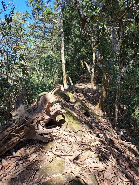 竹山八通關古道社寮段+陳東坑山+溪洲大山ｄ型走202302192037446