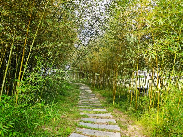 羅山村竹林步道-2025漫遊縱谷愛在花東-花蓮縣富里鄉2916727