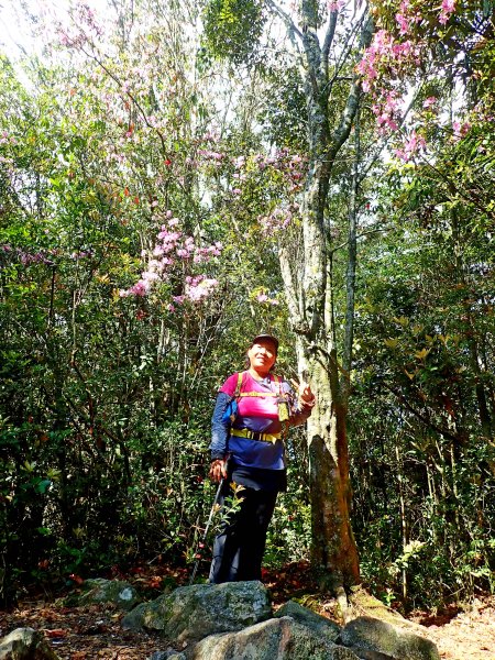橫嶺山連走鳶嘴山2019/4/30575788