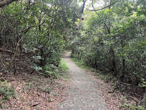 [皮皮獅探險隊-02/10] 2025_0706 漢卿步道、秀才步道2830929