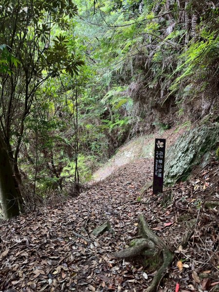 新竹 五峰 觀霧國家森林遊樂區 大鹿林道西線 榛山步道2811405