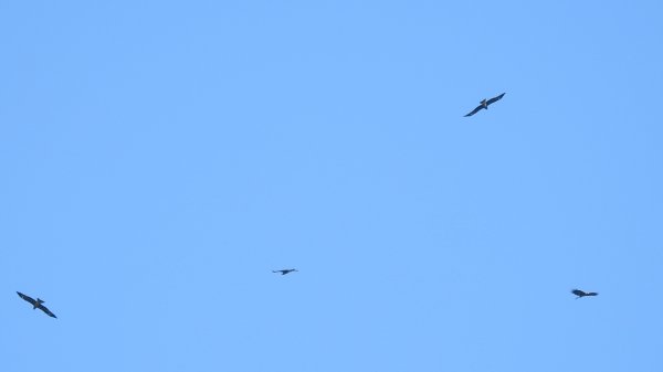 雲山水花鳥蝶 - 天龍國阿伯的日常7/18 & 21、22、292553931