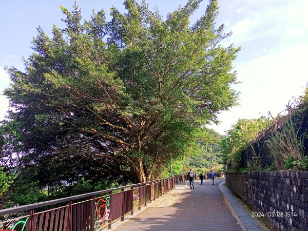 【臺北大縱走4】風櫃嘴→雙溪溝古道→五指山古道→大崙頭山北面步道→許願步道→圓覺寺步道→大溝溪→大湖2469121