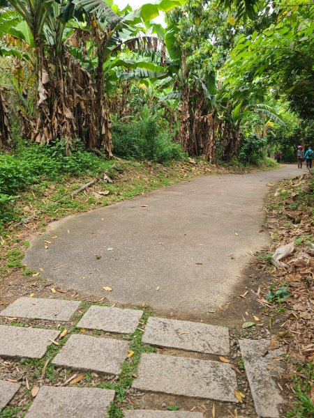 大坑10號提前修好啦(10號上+6號+7號下)2753651