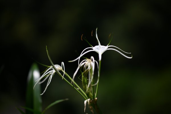 2025_0628 大羅蘭溪古圳步道(福山馬岸)2825213