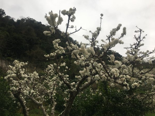 鳥嘴山（上島2708533