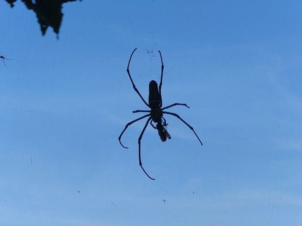 微笑山線之鳶山任務2855500