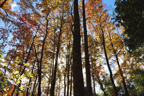 【戀戀楓紅】霞喀羅賞楓行2675618