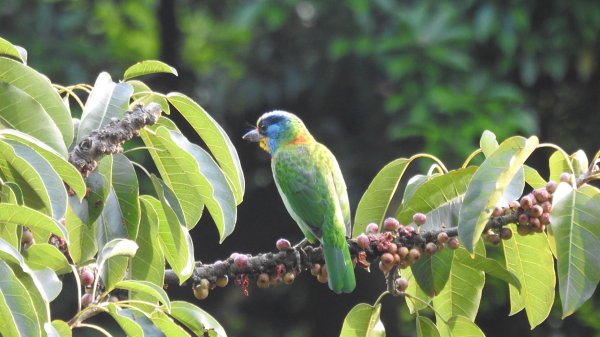 陽明山趴趴走 #琉璃光雲海 ，首拍 #綠鳩 4/272770728