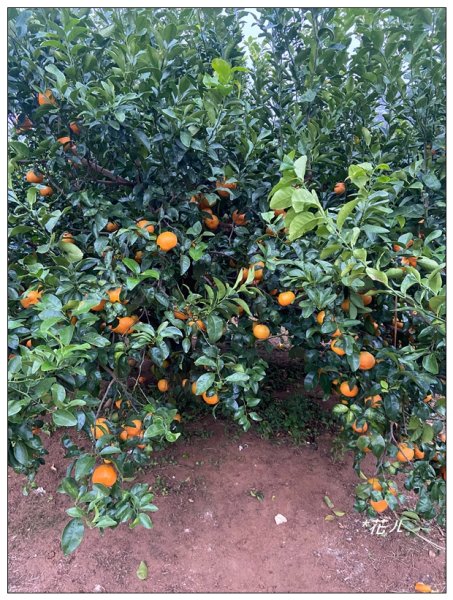 明德水庫(日新島)2687384