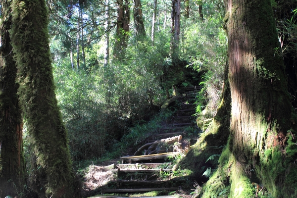 太平山檜木原始林→鐵杉林步道P型261442