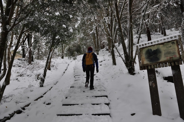 東眼山國家森林遊樂區 賞雪趣 30129