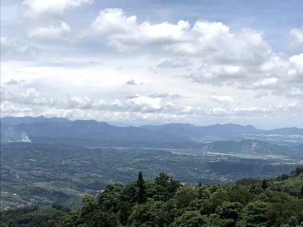 薑麻園桐花步道202006271965420
