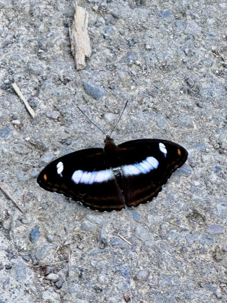 桶後越嶺道悠遊（烏來－礁溪）    2025.7.52827972