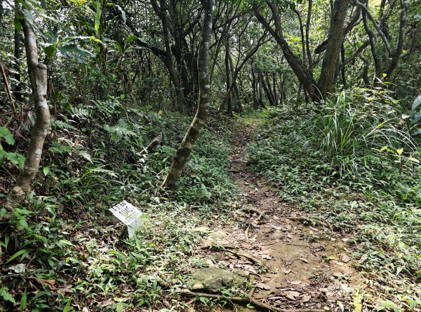 [淡蘭古道] 2026_0502 北路第二段_雞母嶺古道3047948