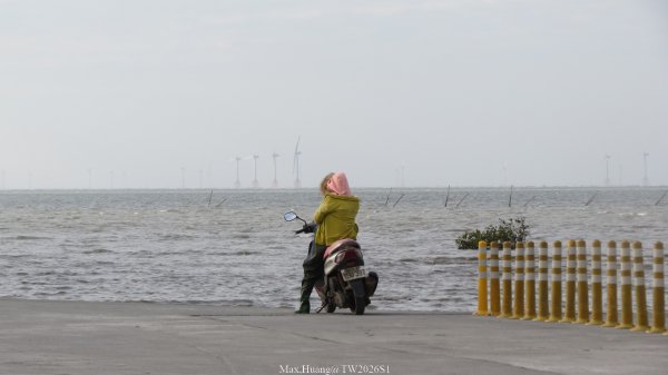 《彰化》海空夕照｜王功燈塔及芳苑海空步道健行賞冬候鳥202601102980315