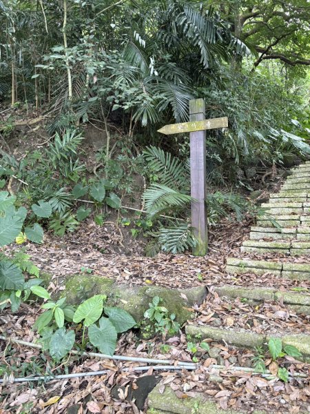 20251025南化龍湖寺至紫竹寺O繞(石松子山.大竹崙山.竹子尖山)2925078