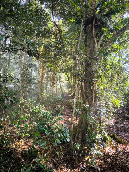 2026-02-08 藤枝山2998430