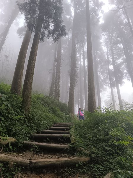 嘉義大凍山2876984